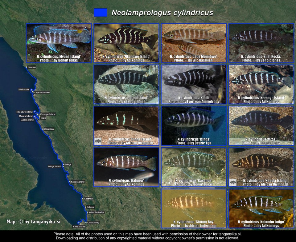 Neolamprologus cylindricus