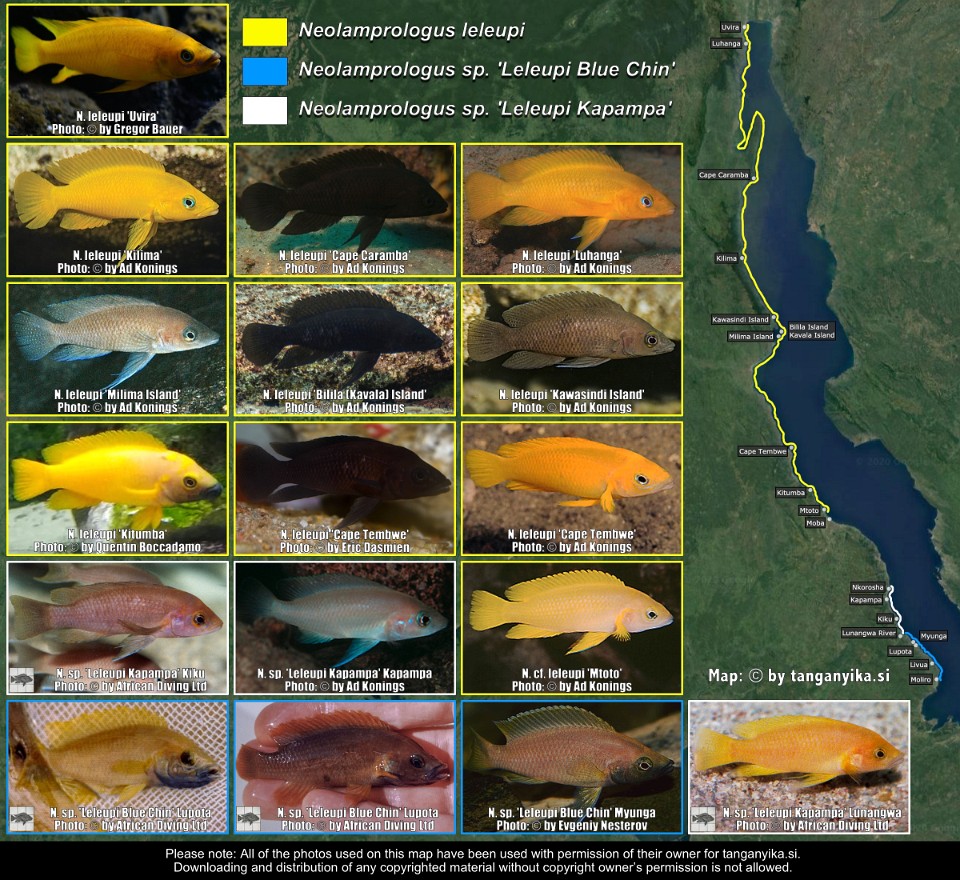 Neolamprologus leleupi