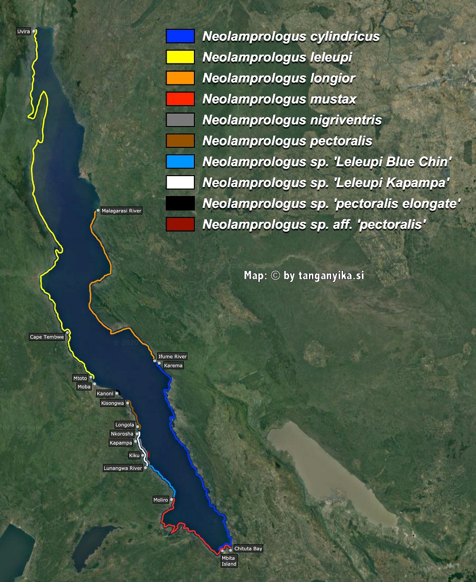 Neolamprologus cylindricus, N. leleupi & N. leleupi-like, N. longior, N. mustax, N. nigriventris, N. pectoralis & N. pectoralis-like