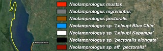 Neolamprologus_leleupi_Co.jpg