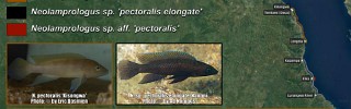 Neolamprologus_leleupi_like_congo.jpg