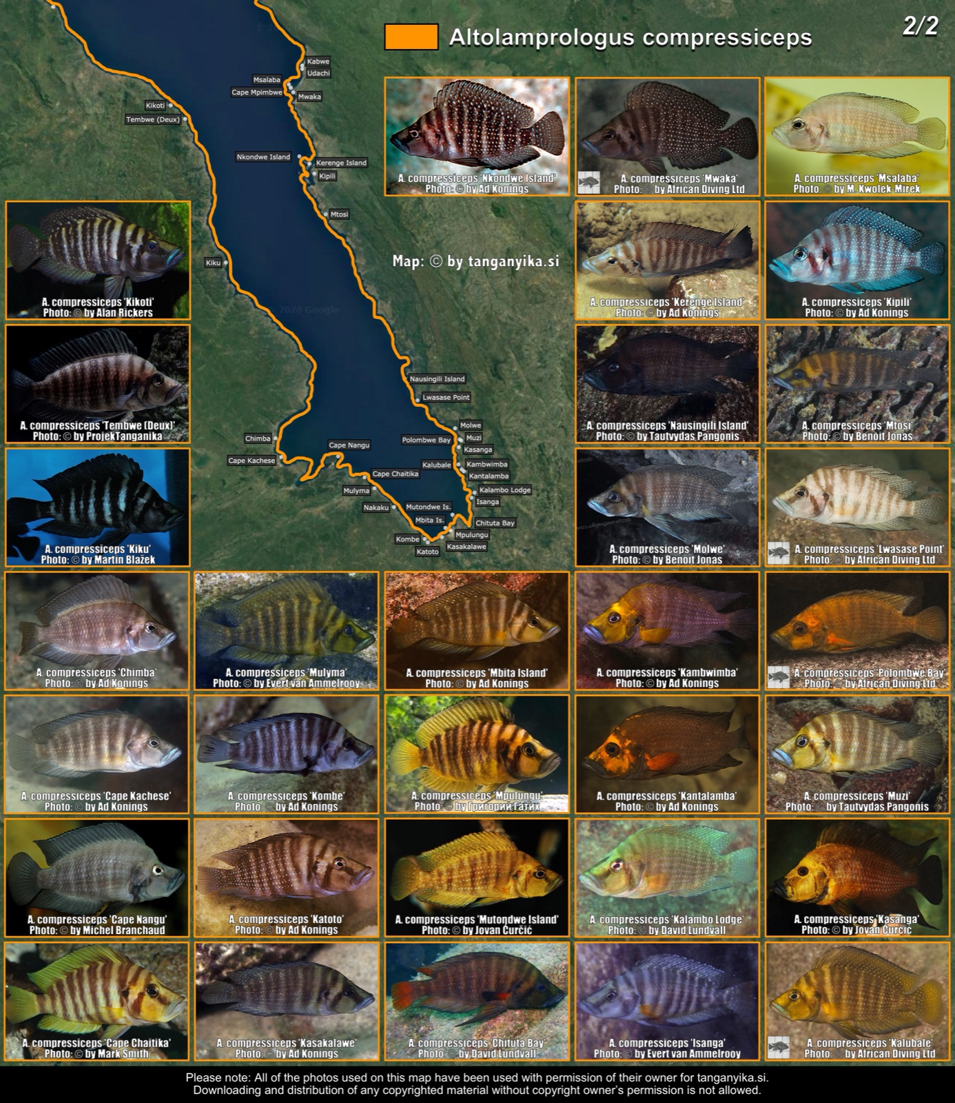 Altolamprologus compressiceps (2/2) distribution map