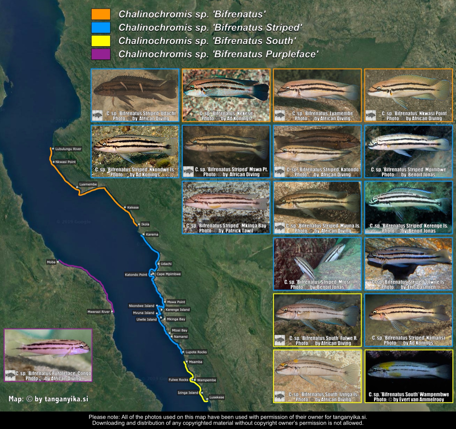 Chalinochromis sp. 'bifrenatus', C. sp. 'bifrenatus striped', C. sp. 'bifrenatus south' & C. sp. 'bifrenatus purpleface' distribution map