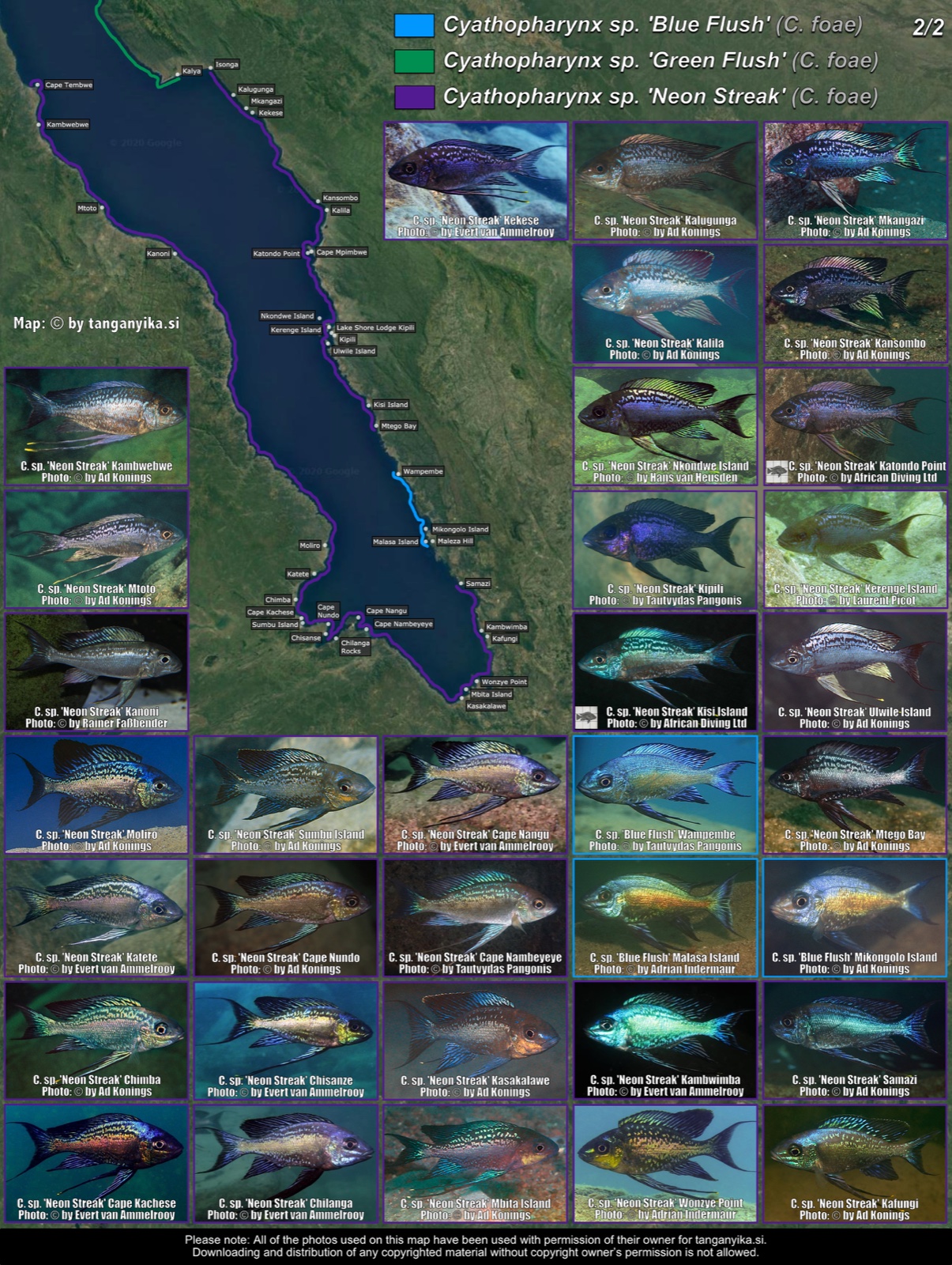 Cyathopharynx sp. 'blue flush', C. sp. 'green flush' & C. sp. 'neon streak' (2/2) distribution map