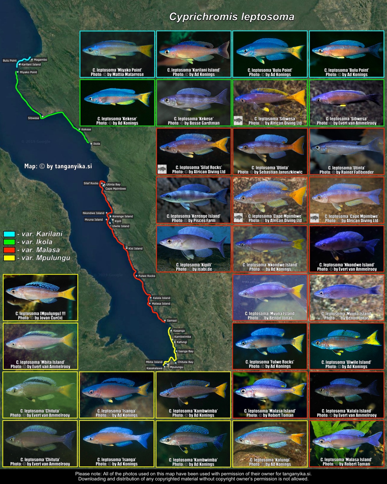 Cyprichromis leptosoma distribution map