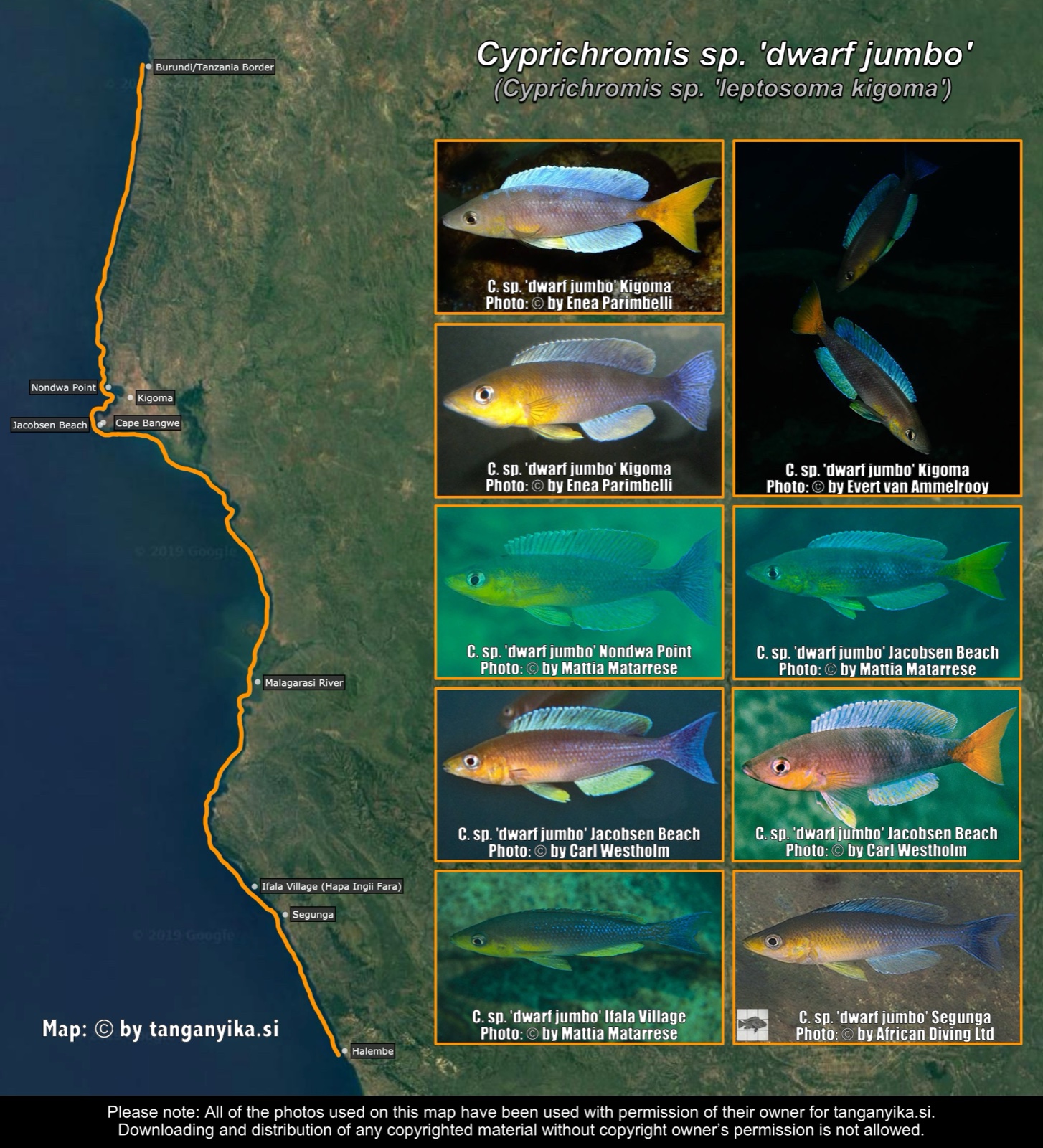 Cyprichromis sp. 'dwarf jumbo' distribution map