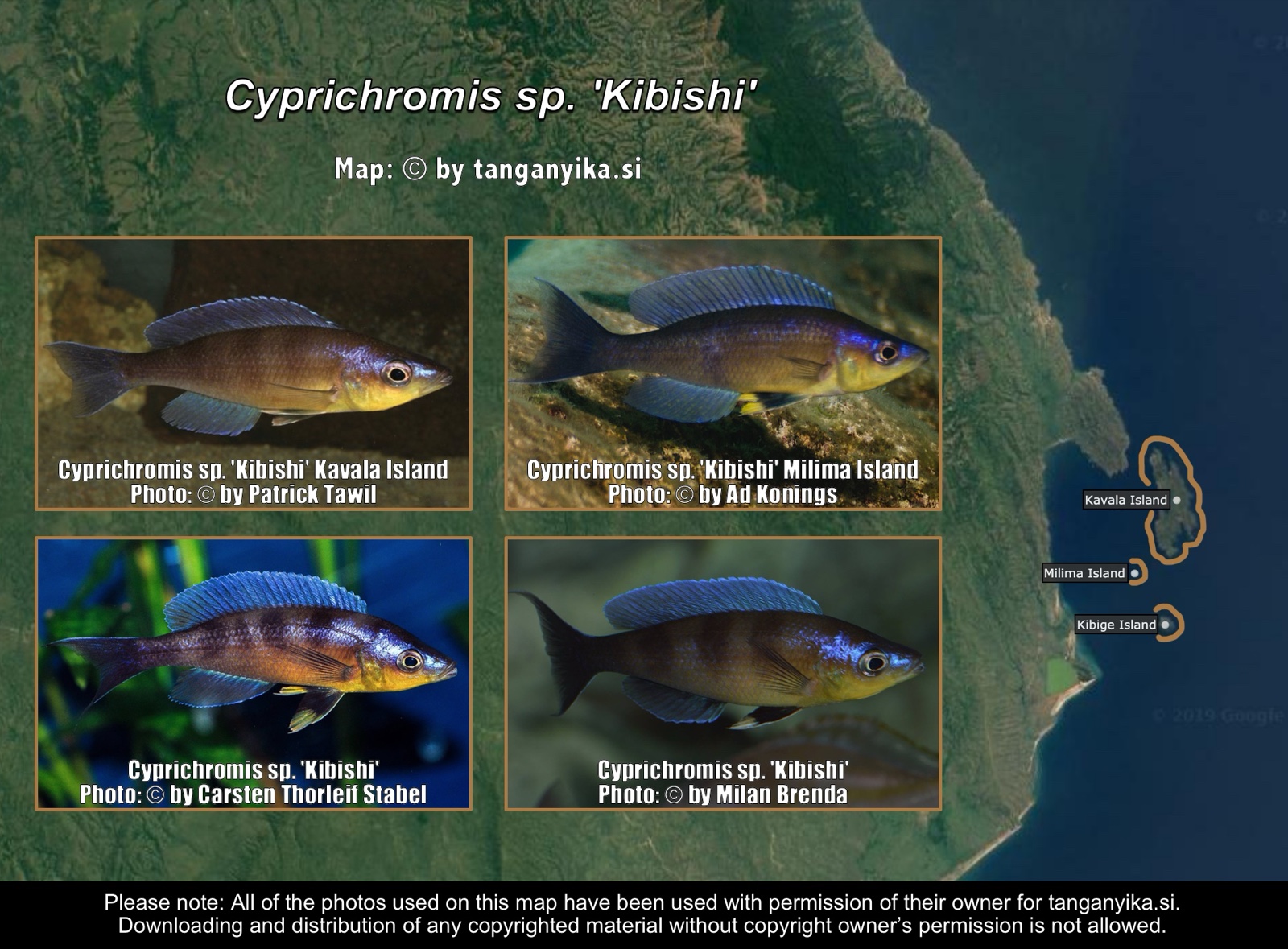 Cyprichromis sp. 'kibishi' distribution map