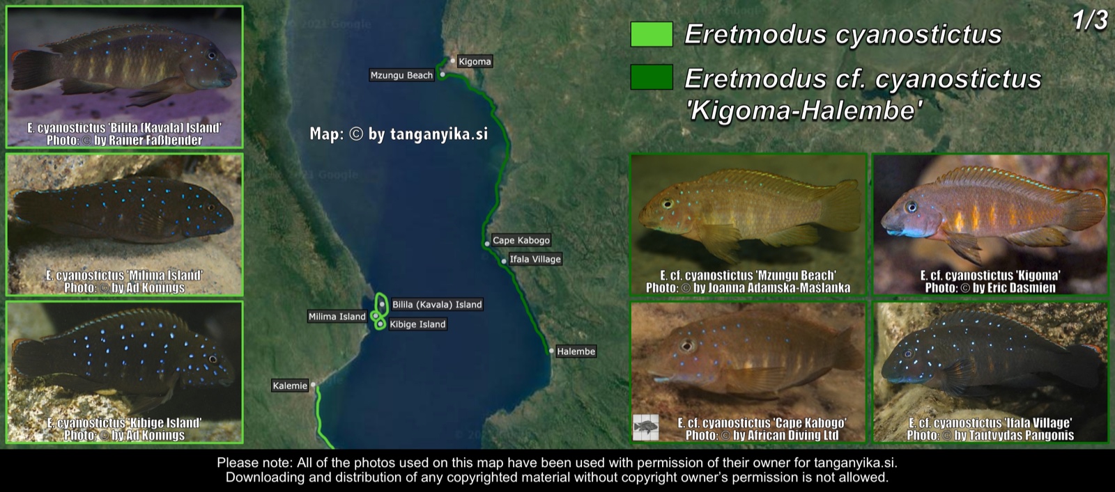 Eretmodus cyanostictus (1/3) distribution map
