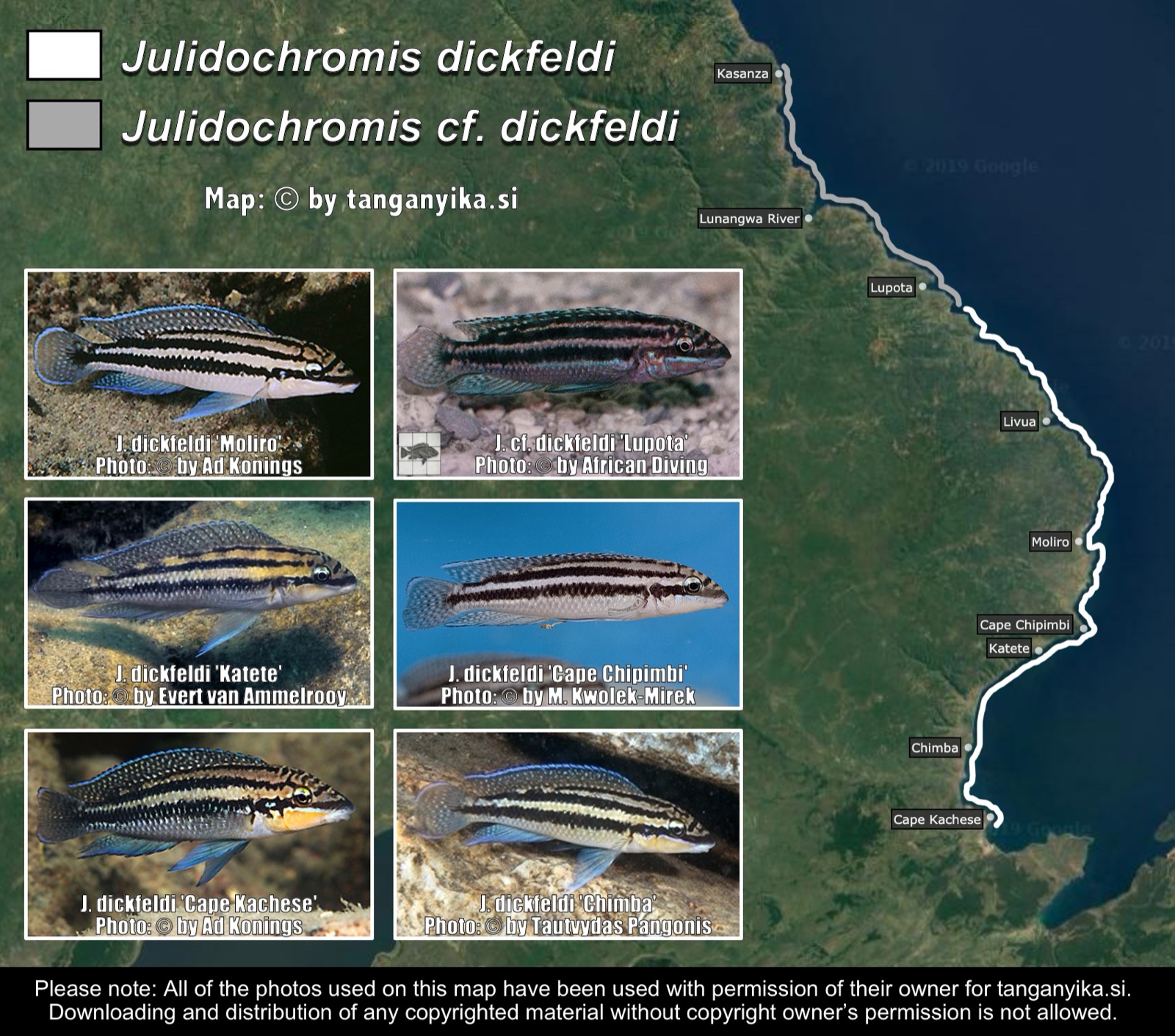 Julidochromis dickfeldi & Julidochromis cf. dickfeldi distribution map