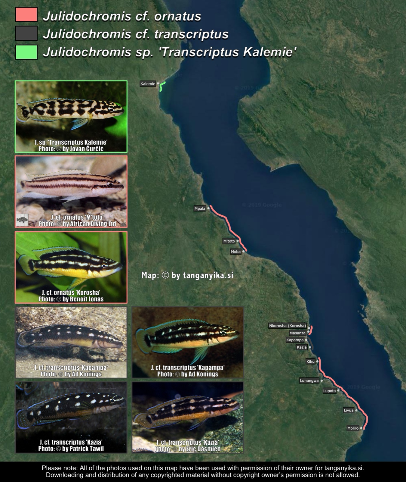 Julidochromis transcriptus-ornatus like from Congo distribution map