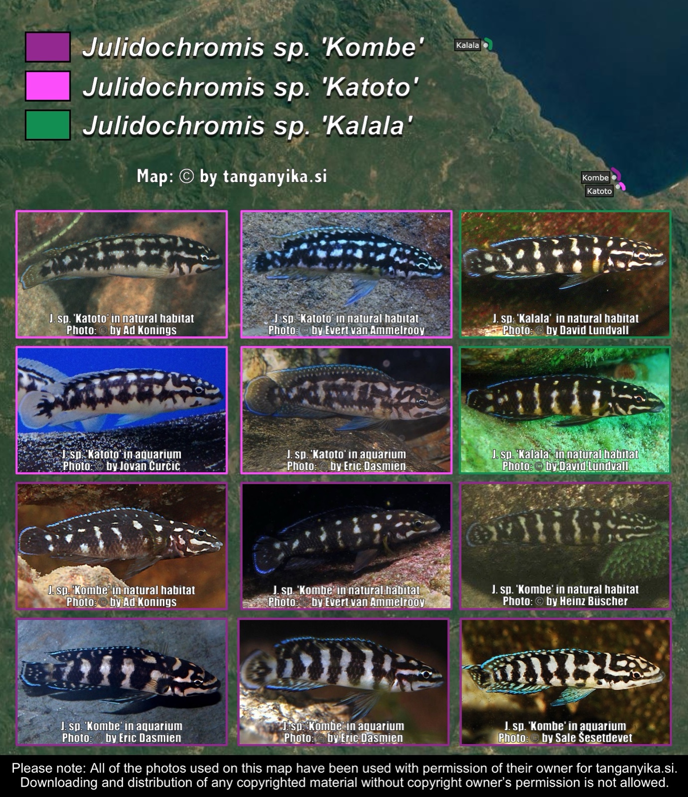 Julidochromis transcriptus-ornatus like from Zambia distribution map