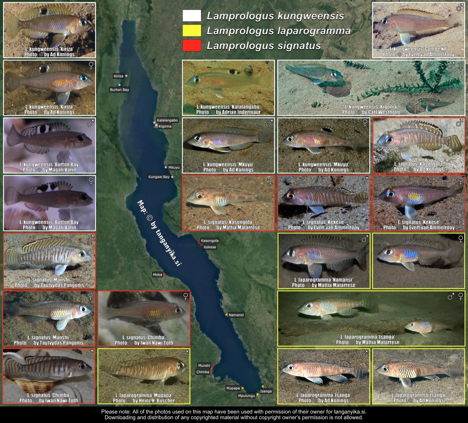 Lamprologus kungweensis, Lamprologus laparogramma & Lamprologus signatus distribution map