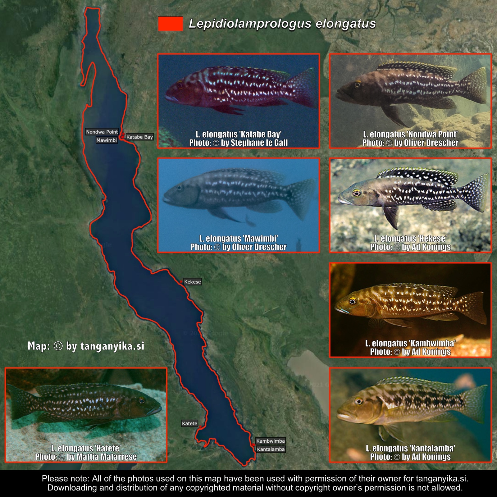 Lepidiolamprologus elongatus distribution map
