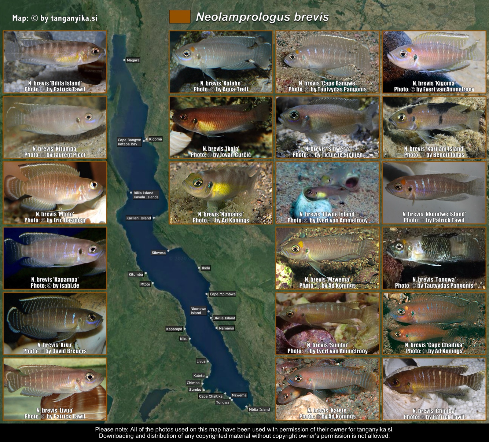 Neolamprologus brevis distribution map