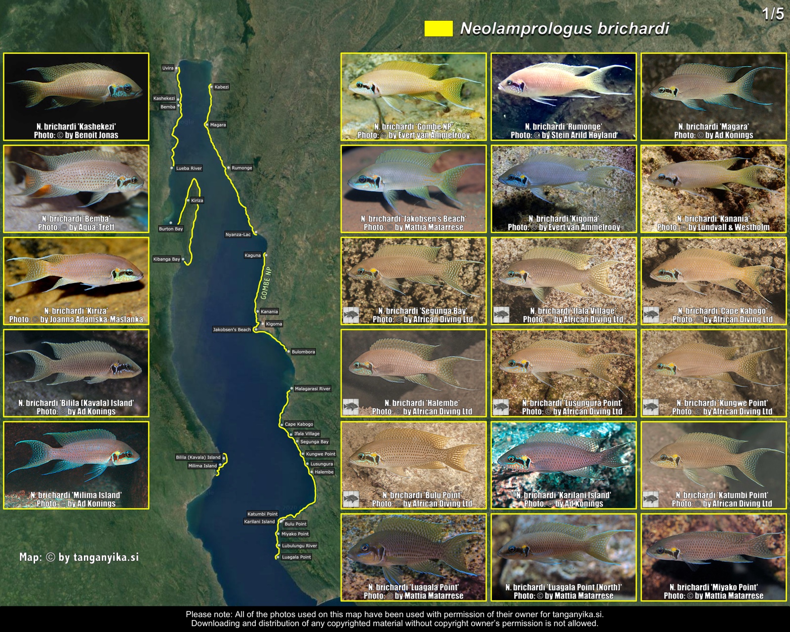 Neolamprologus brichardi (1/5) distribution map