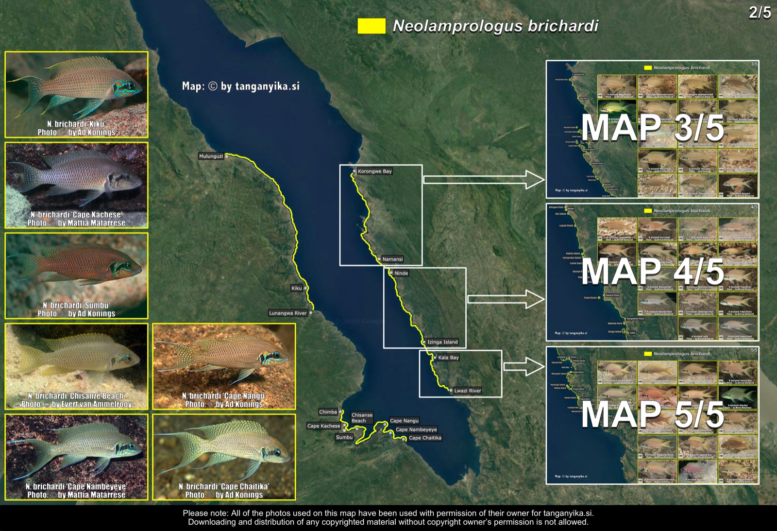 Neolamprologus brichardi (2/5) distribution map