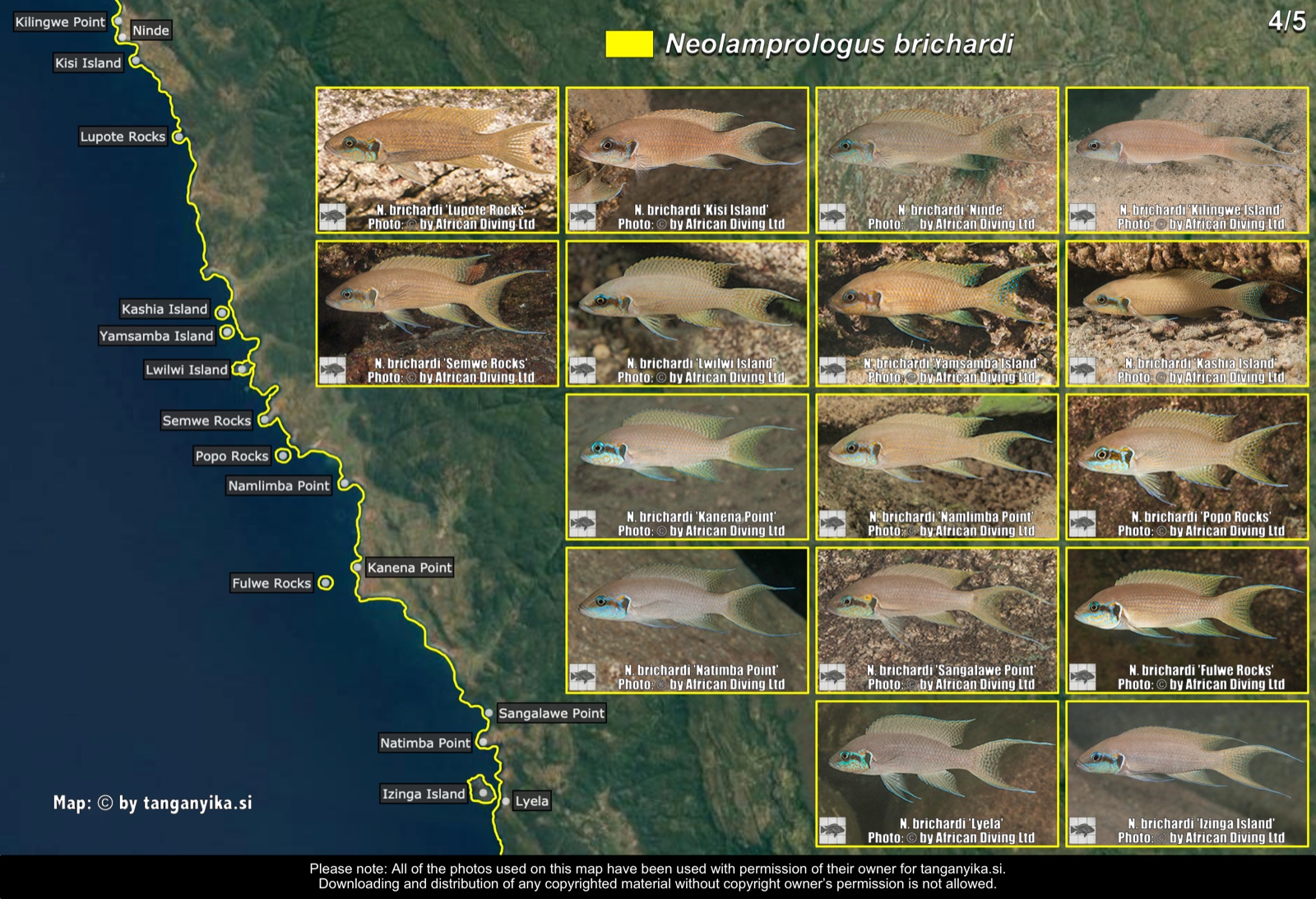 Neolamprologus brichardi (4/5) distribution map