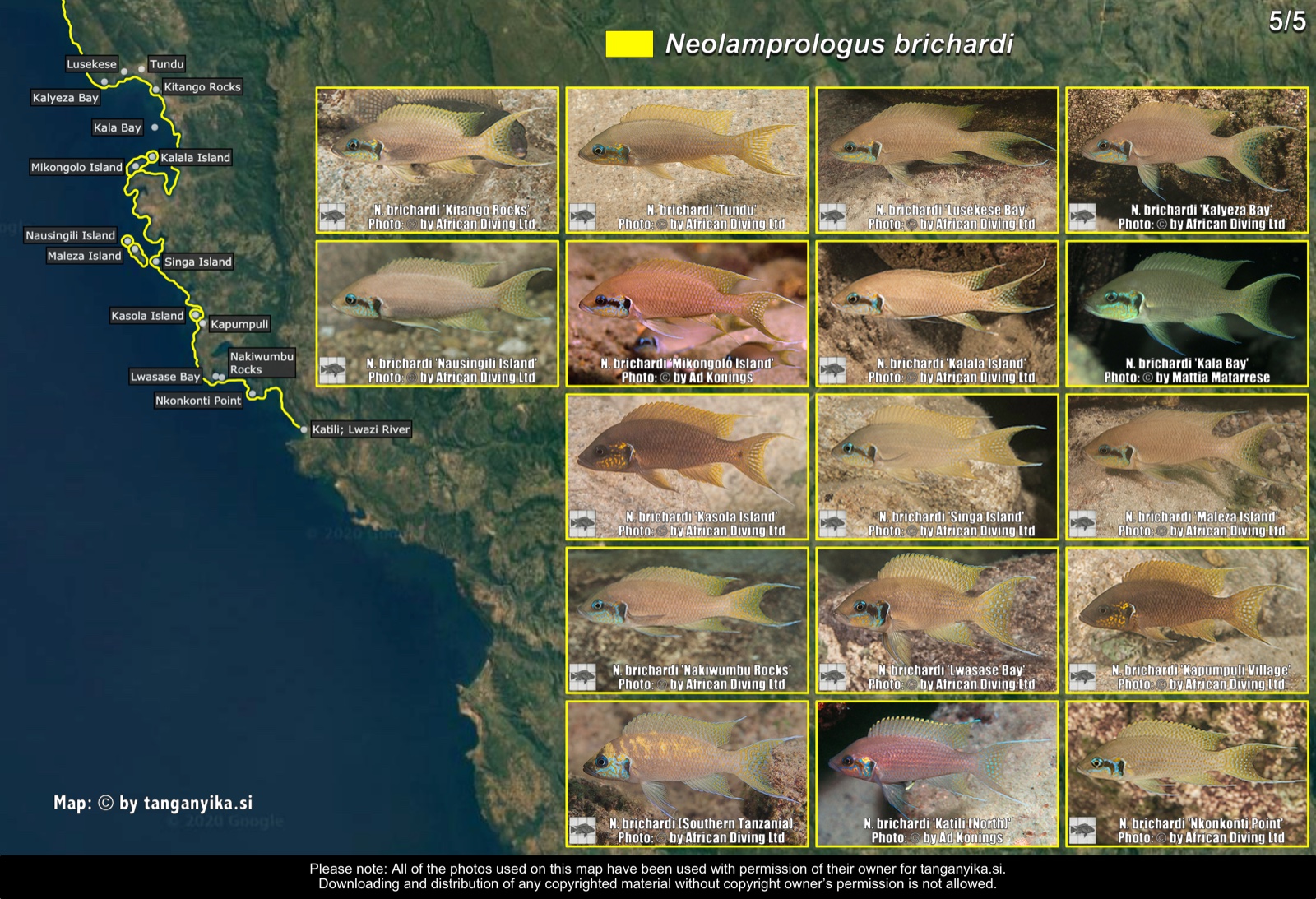 Neolamprologus brichardi (5/5) distribution map
