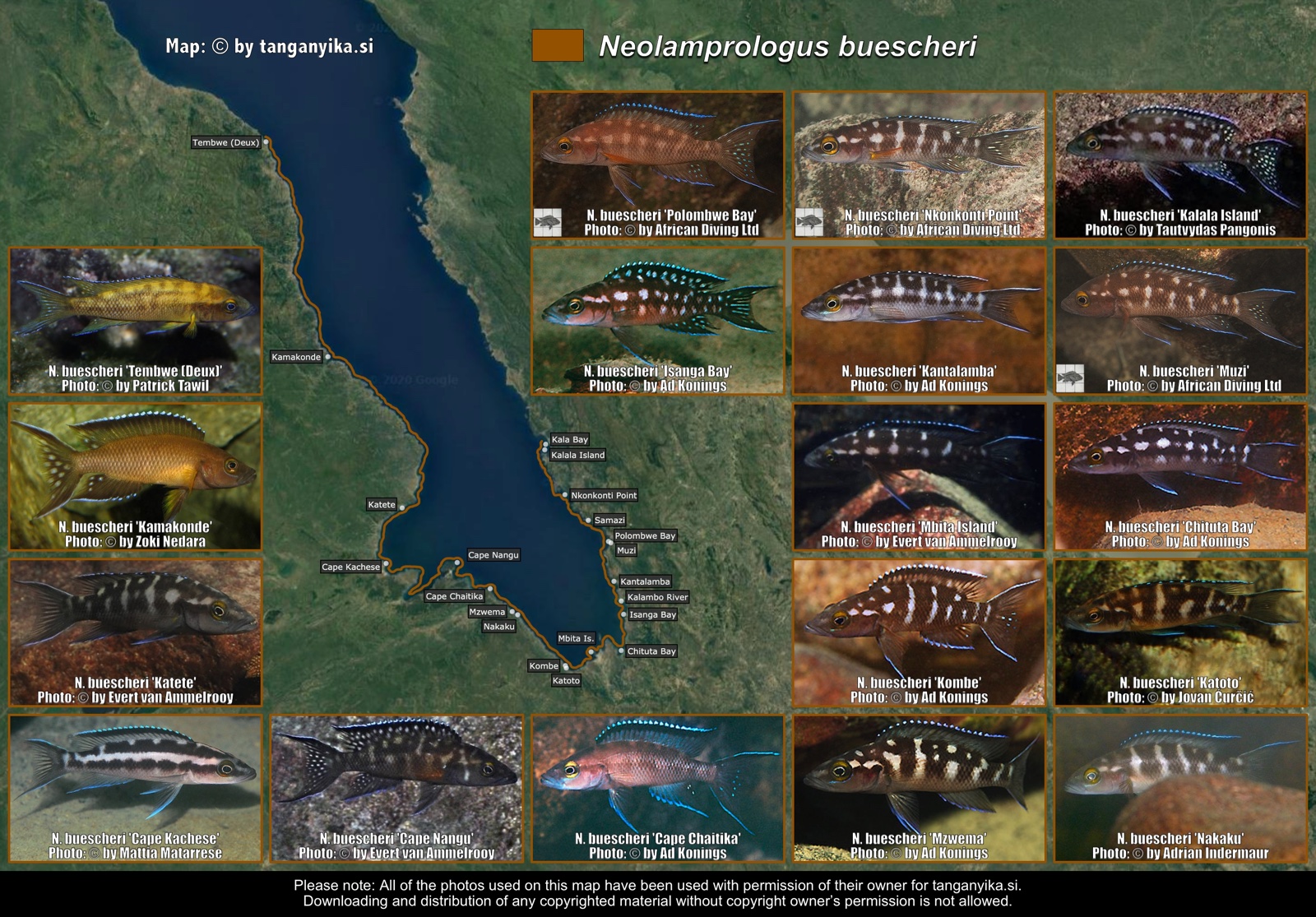Neolamprologus buescheri distribution map