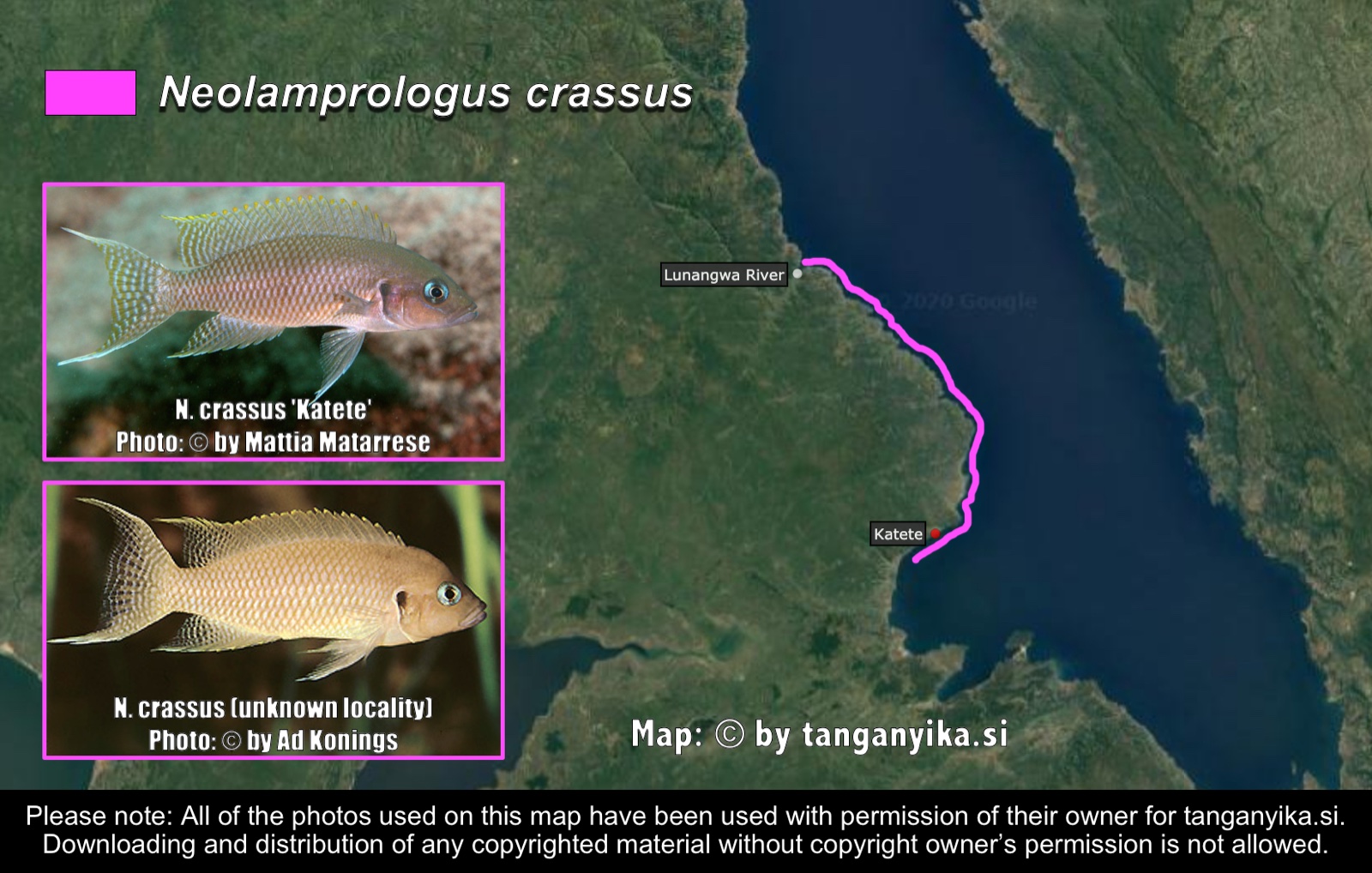 Neolamprologus crassus distribution map