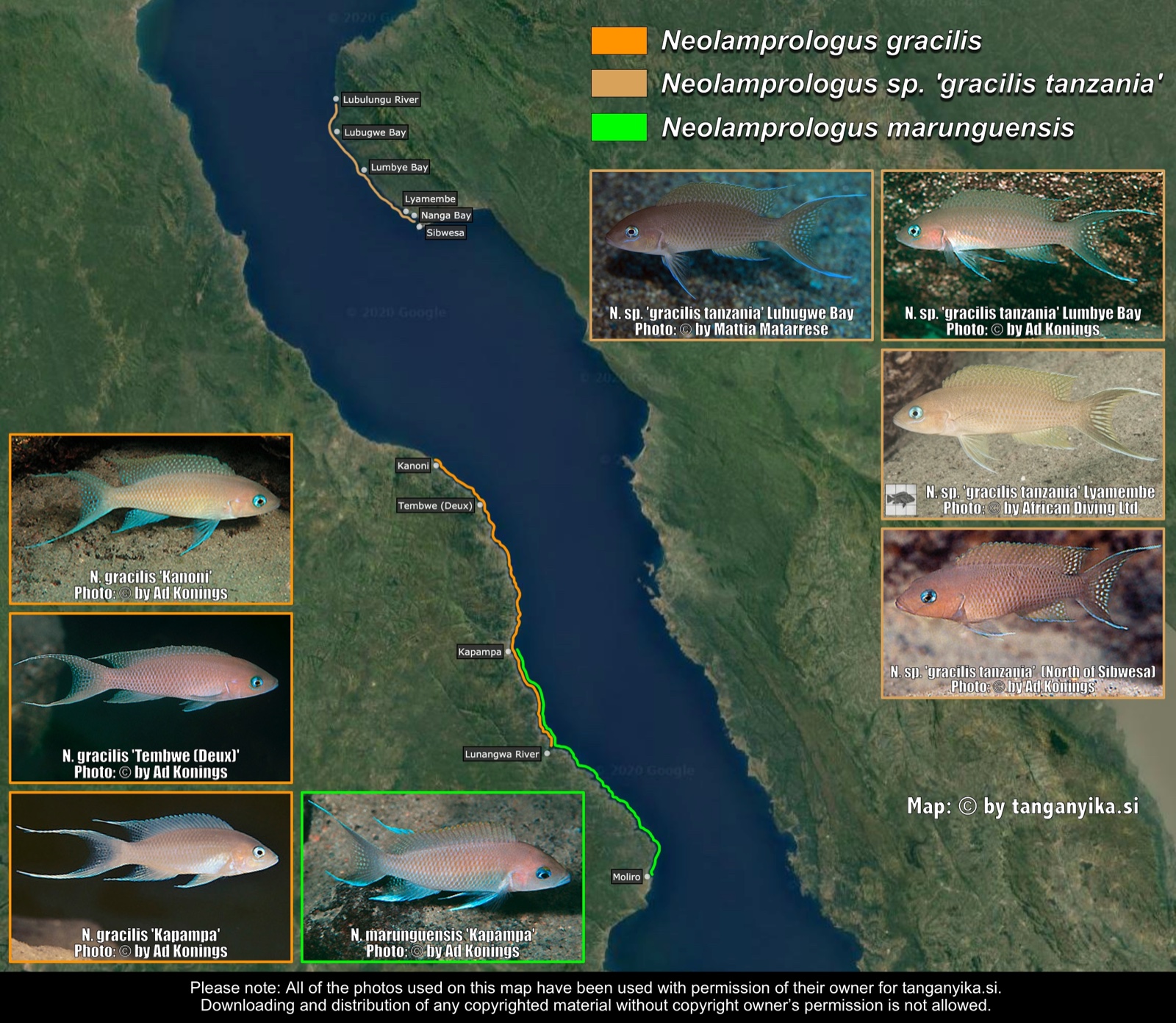 Neolamprologus gracilis, Neolamprologus sp. 'gracilis tanzania' & Neolamprologus marunguensis distribution map
