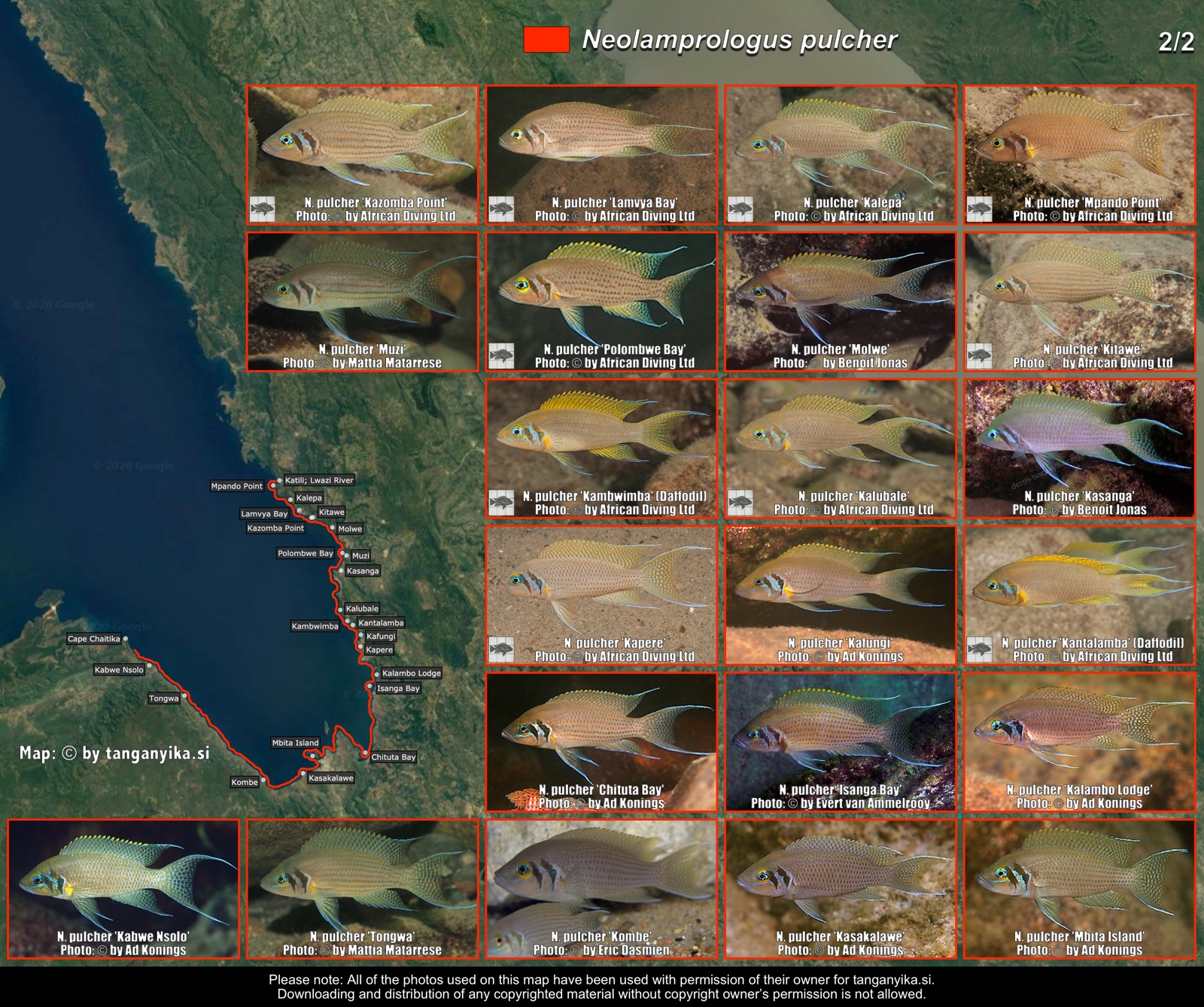 Neolamprologus pulcher (2/2) distribution map