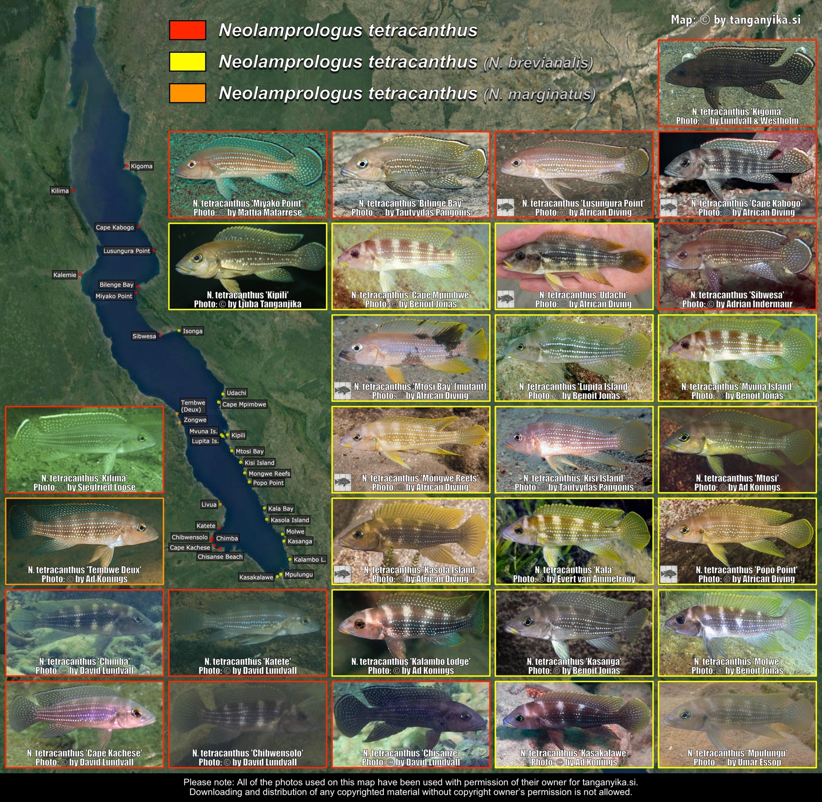 Neolamprologus tetracanthus distribution map