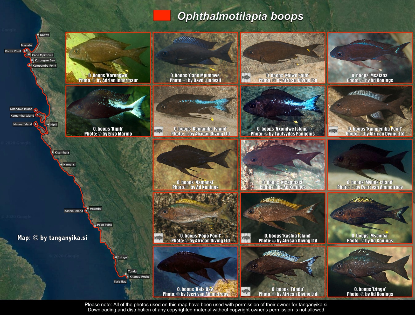 Ophthalmotilapia boops distribution map