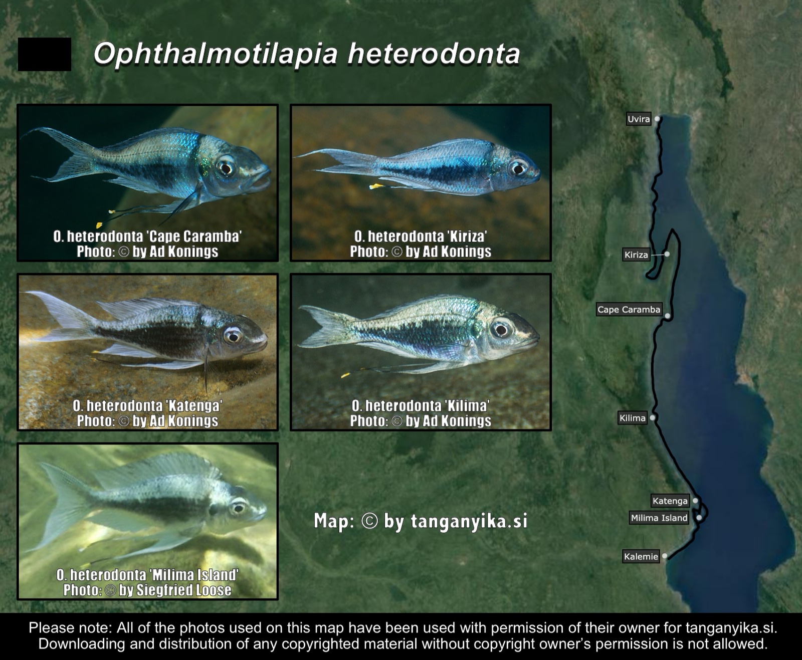 Ophthalmotilapia heterodonta distribution map