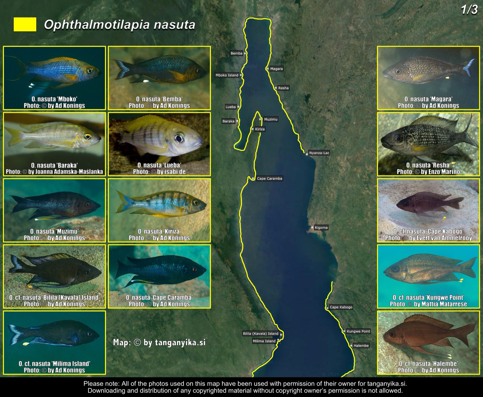 Ophthalmotilapia nasuta (1/3) distribution map
