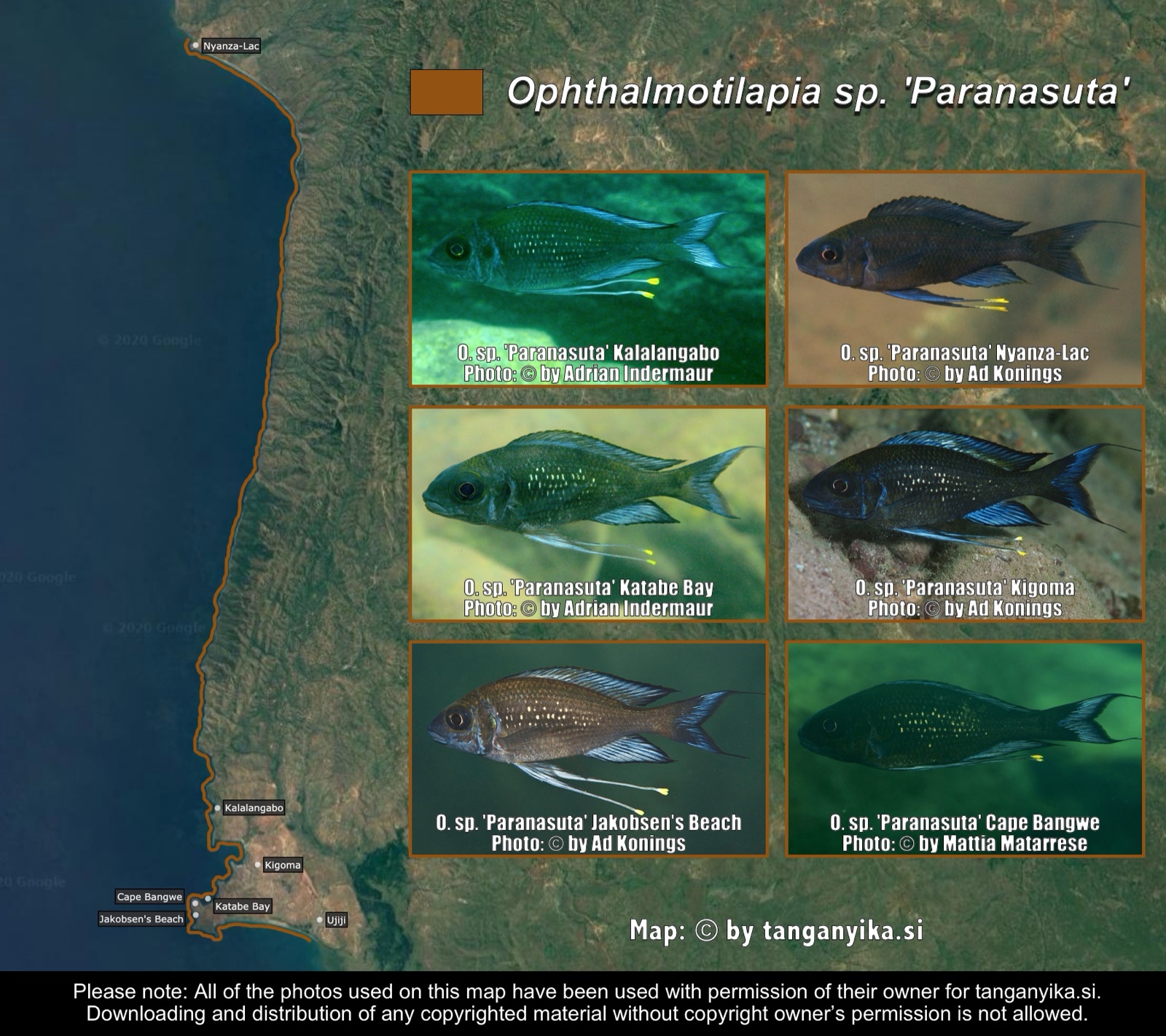 Ophthalmotilapia sp. 'paranasuta' distribution map