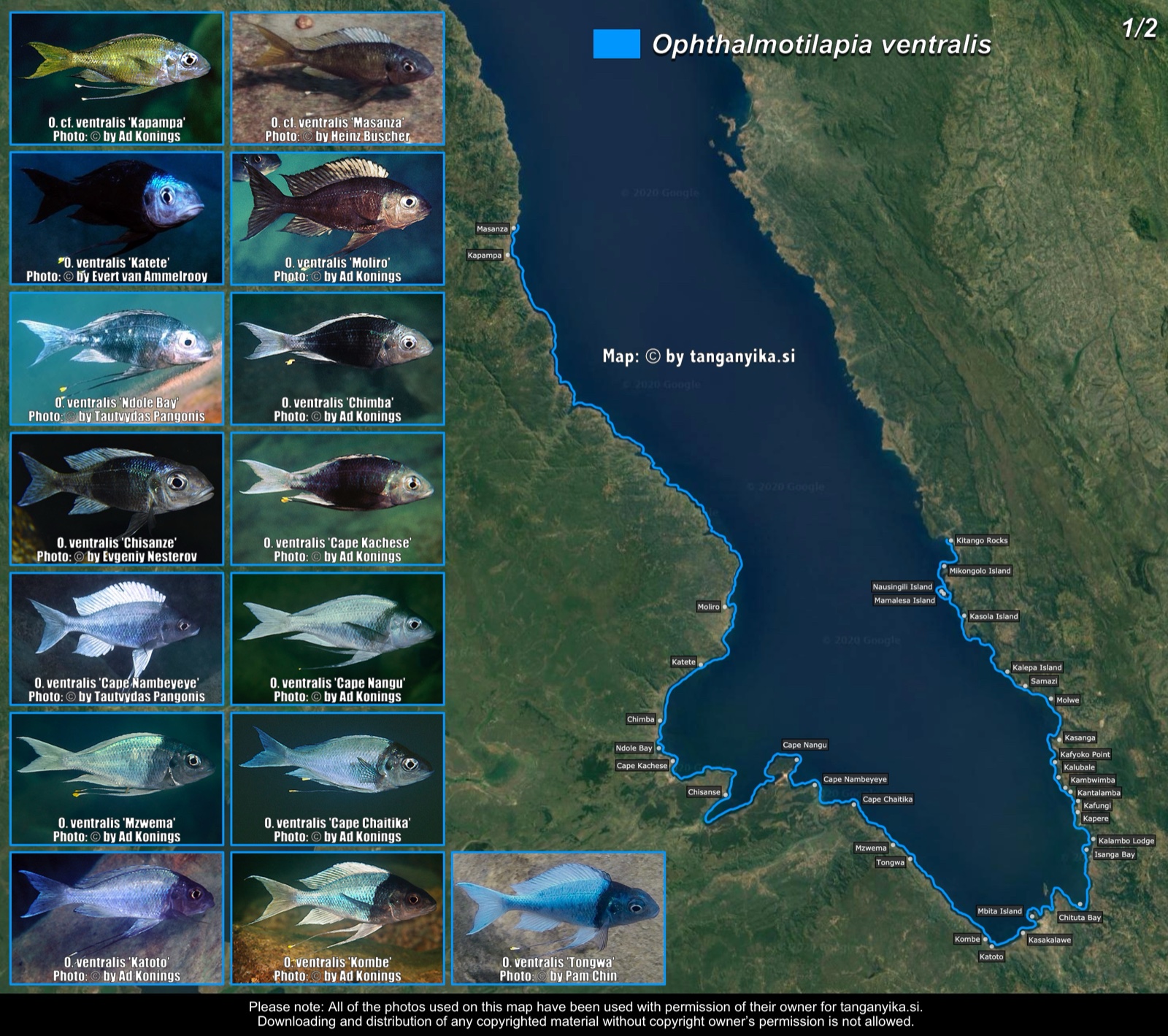 Ophthalmotilapia ventralis (1/2) distribution map