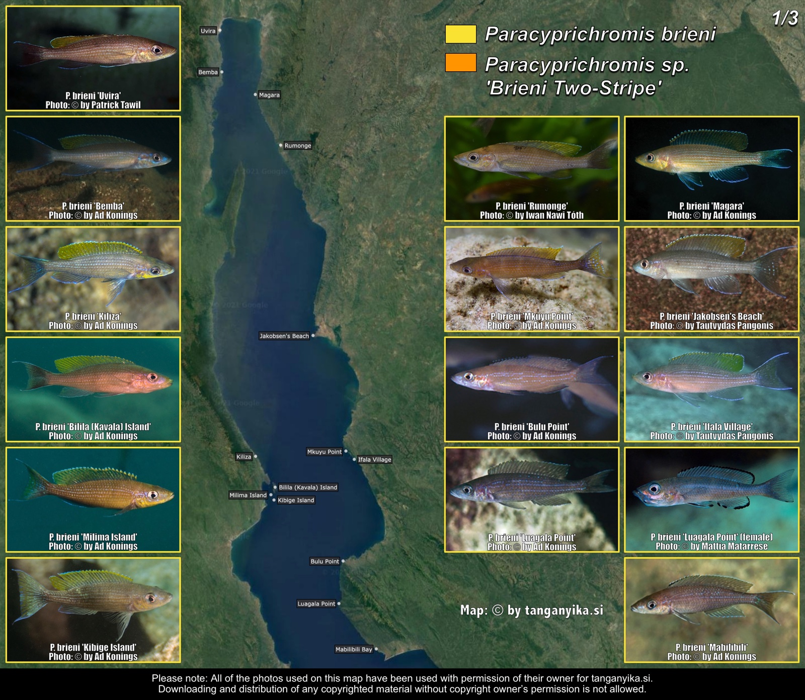 Paracyprichromis brieni & Paracyprichromis sp. 'brieni two-stripe' (1/3) distribution map