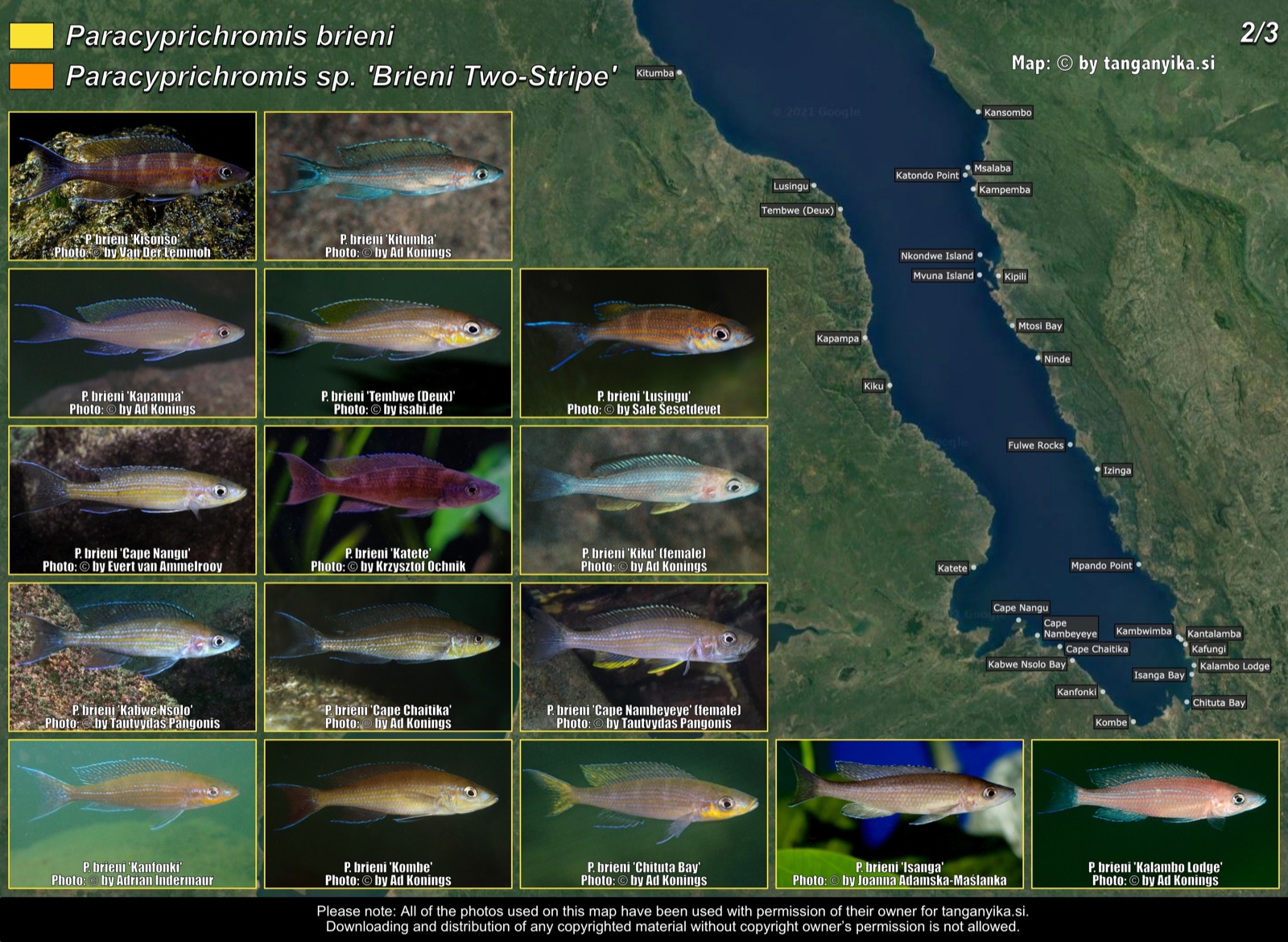 Paracyprichromis brieni & Paracyprichromis sp. 'brieni two-stripe' (2/3) distribution map
