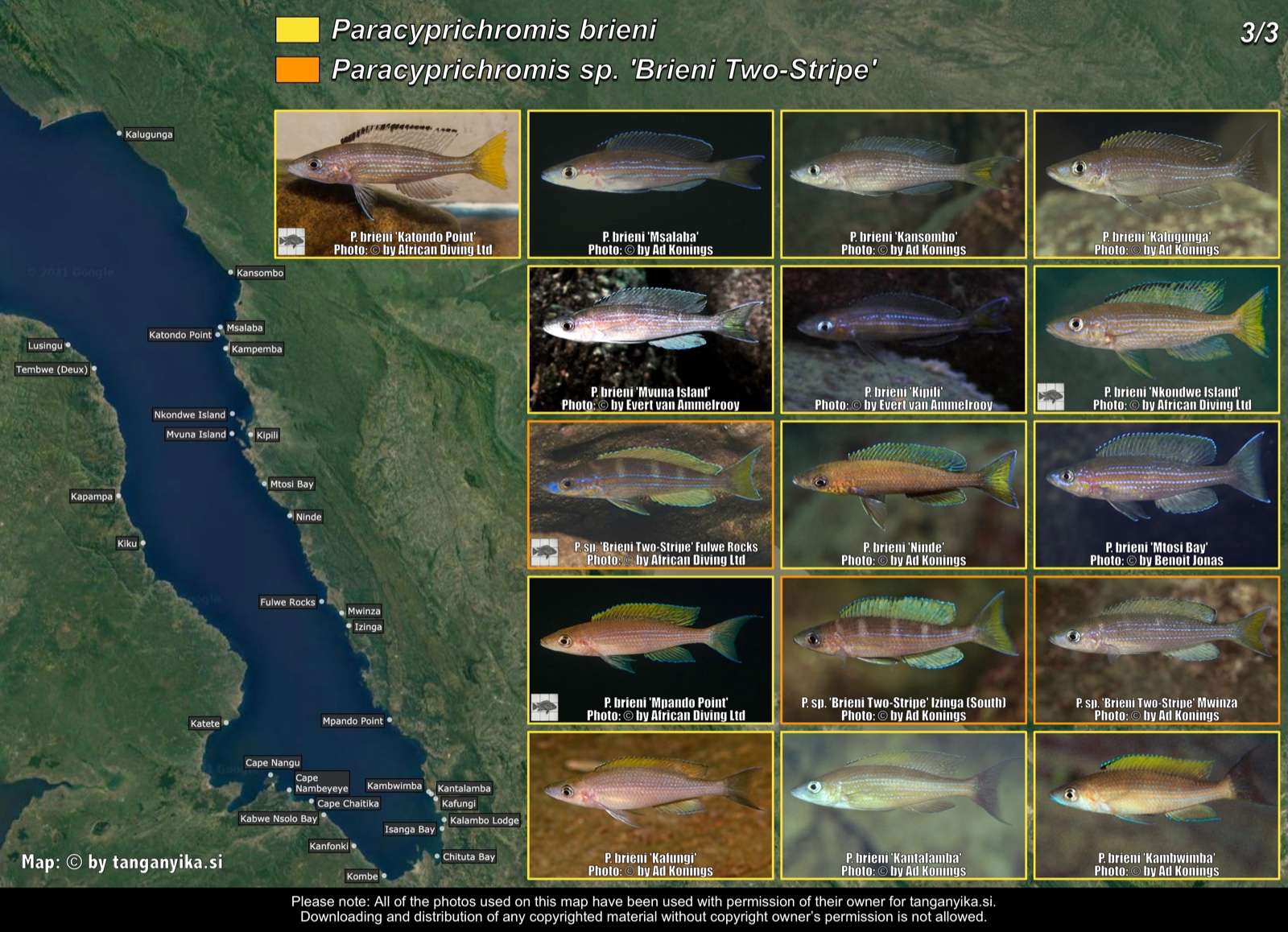 Paracyprichromis brieni & Paracyprichromis sp. 'brieni two-stripe' (3/3) distribution map
