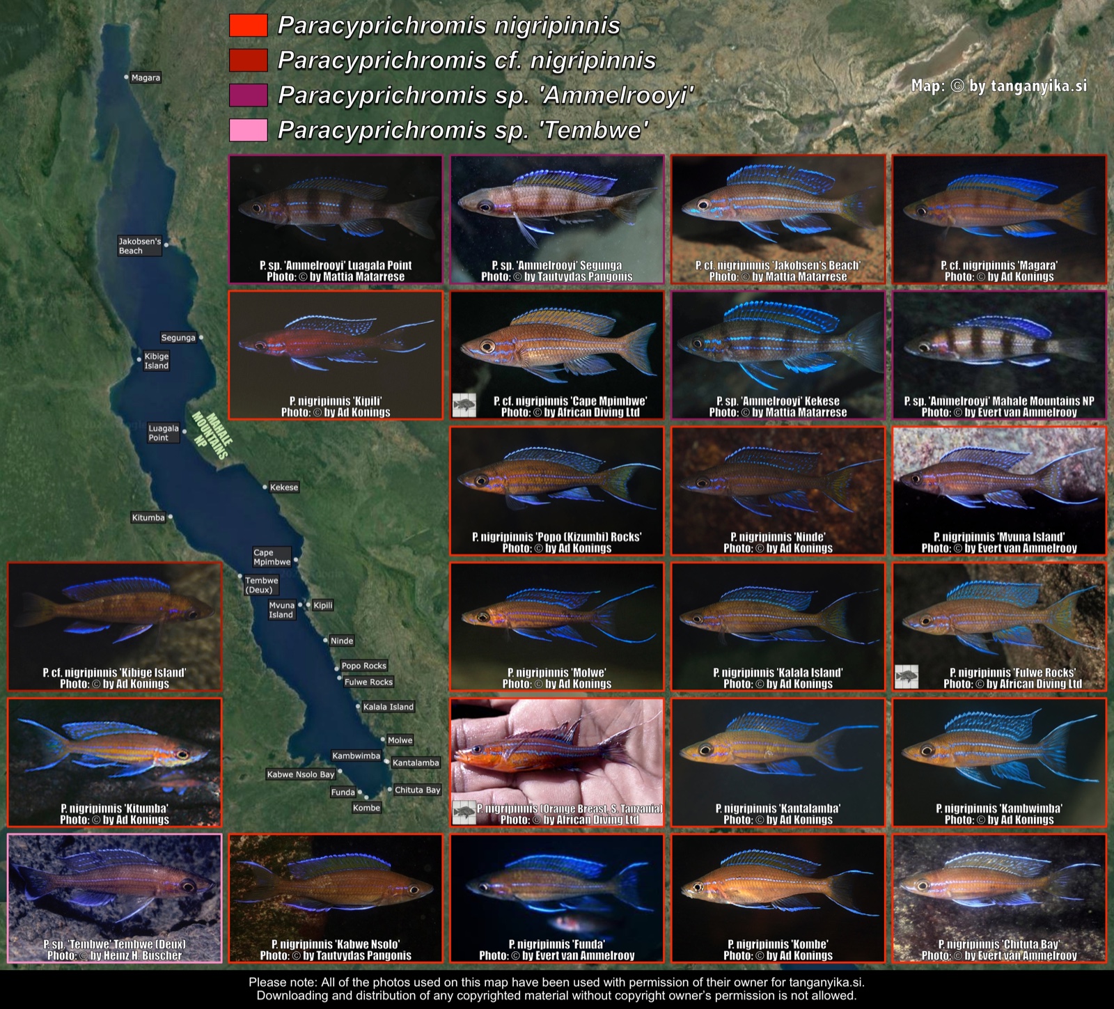 Paracyprichromis nigripinnis, Paracyprichromis sp. 'ammelrooyi' & Paracyprichromis sp. 'tembwe' distribution map