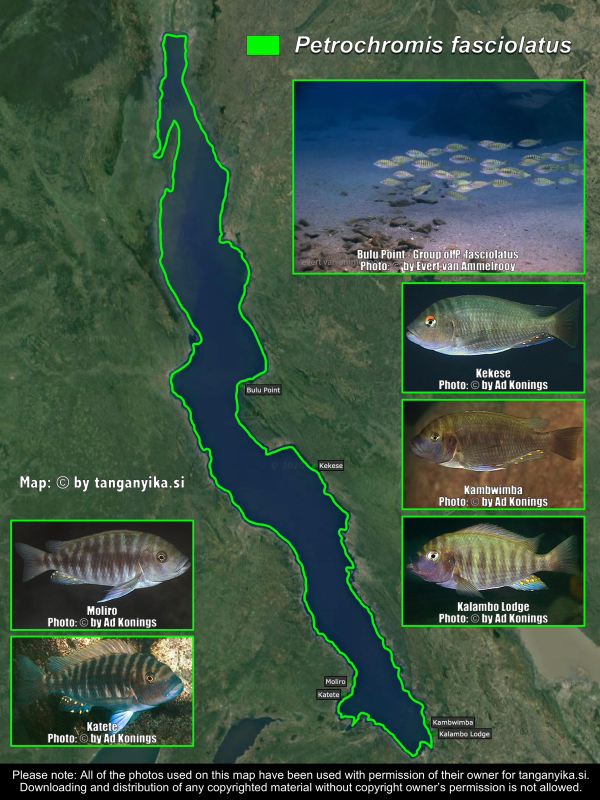 Petrochromis fasciolatus distribution map