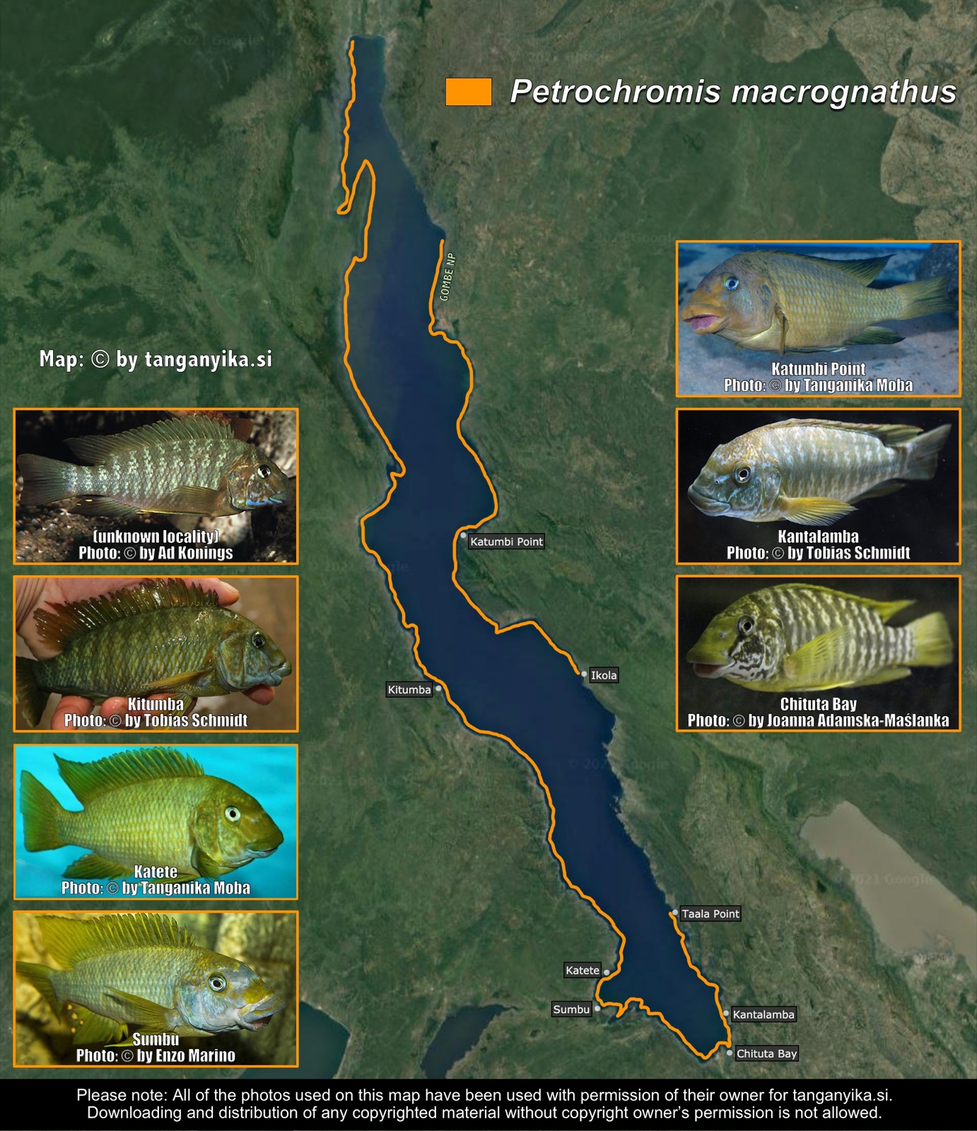 Petrochromis macrognathus distribution map