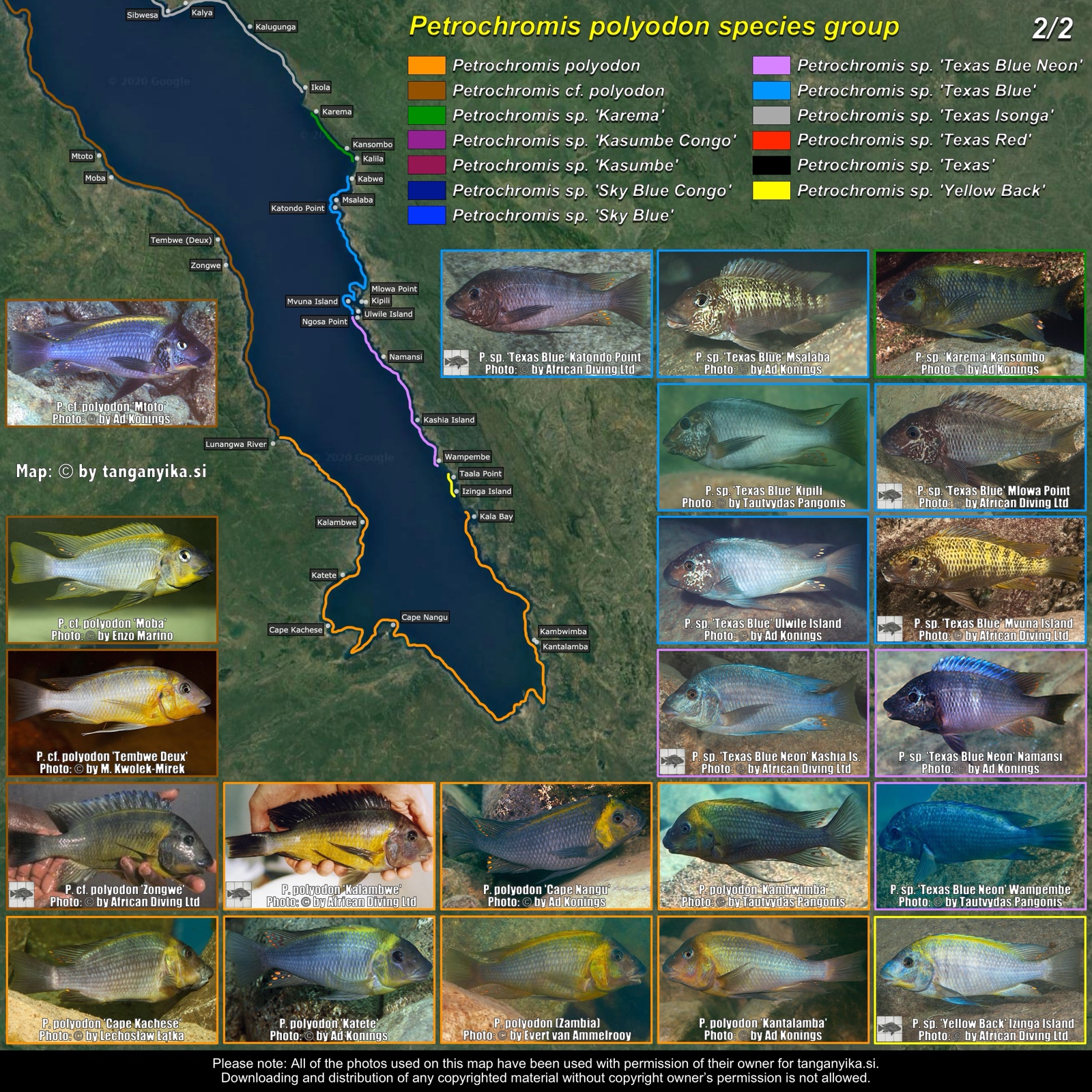 Petrochromis polyodon species group (2/2) distribution map