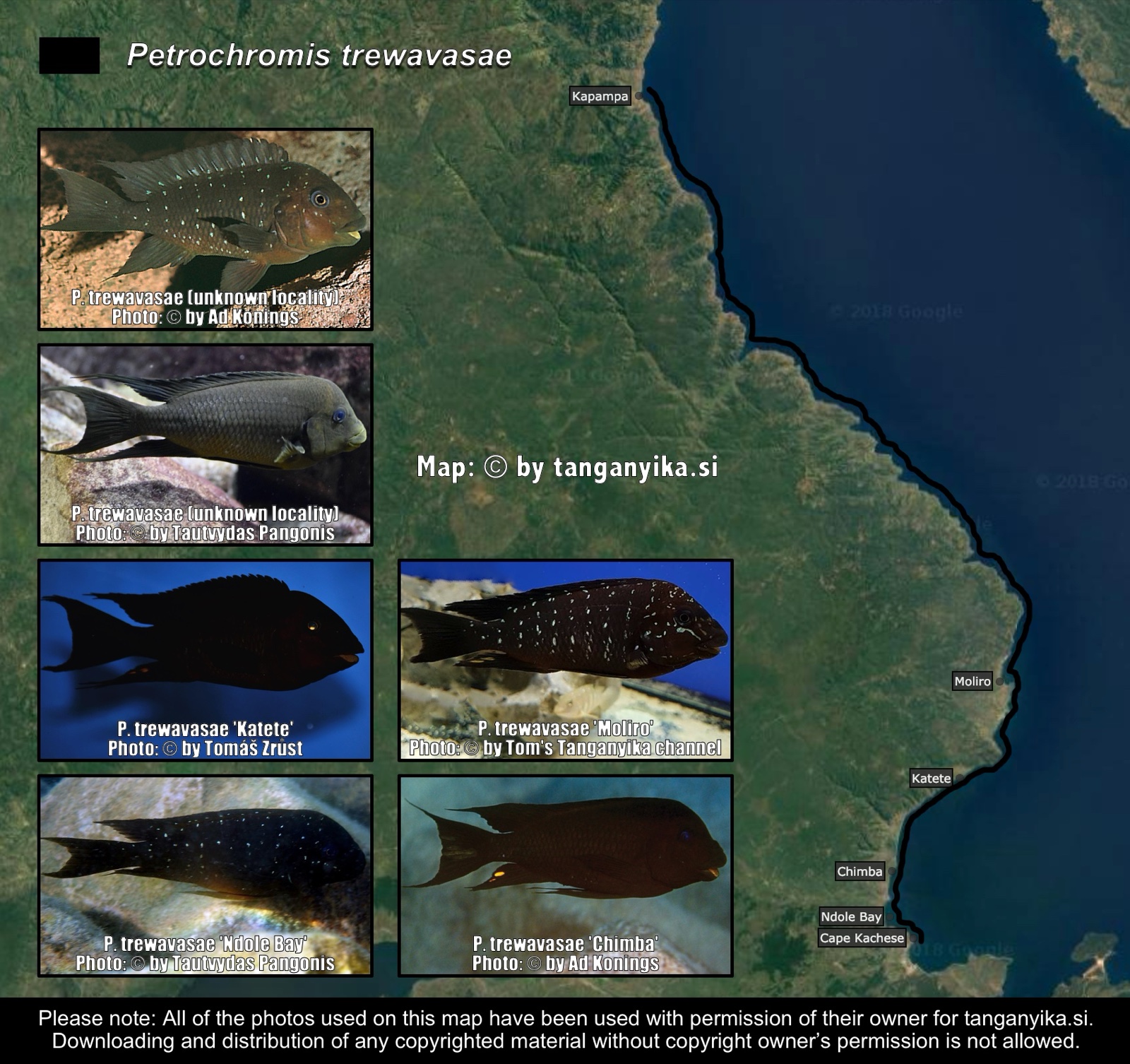 Petrochromis trewavasae distribution map