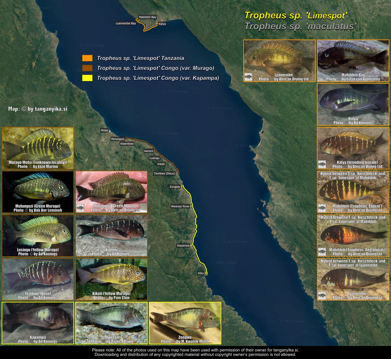 Tropheus sp. 'limespot' distribution map