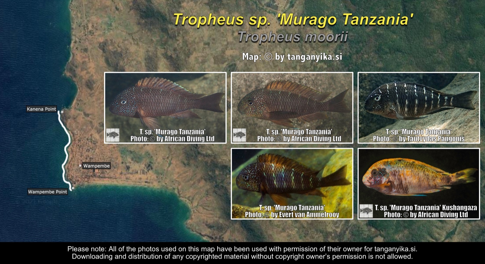 Tropheus sp. 'murago tanzania' distribution map