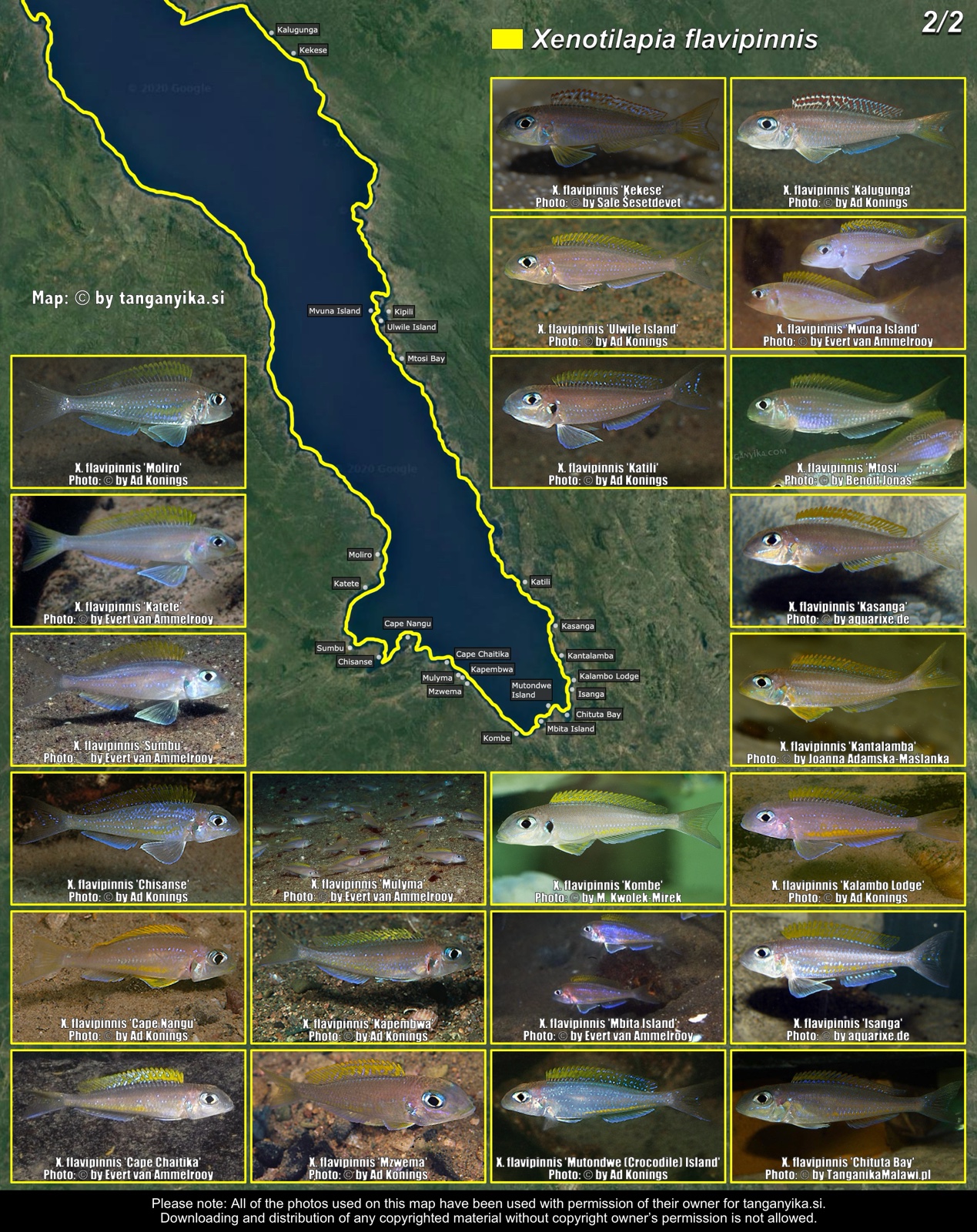Xenotilapia flavipinnis (2/2) distribution map