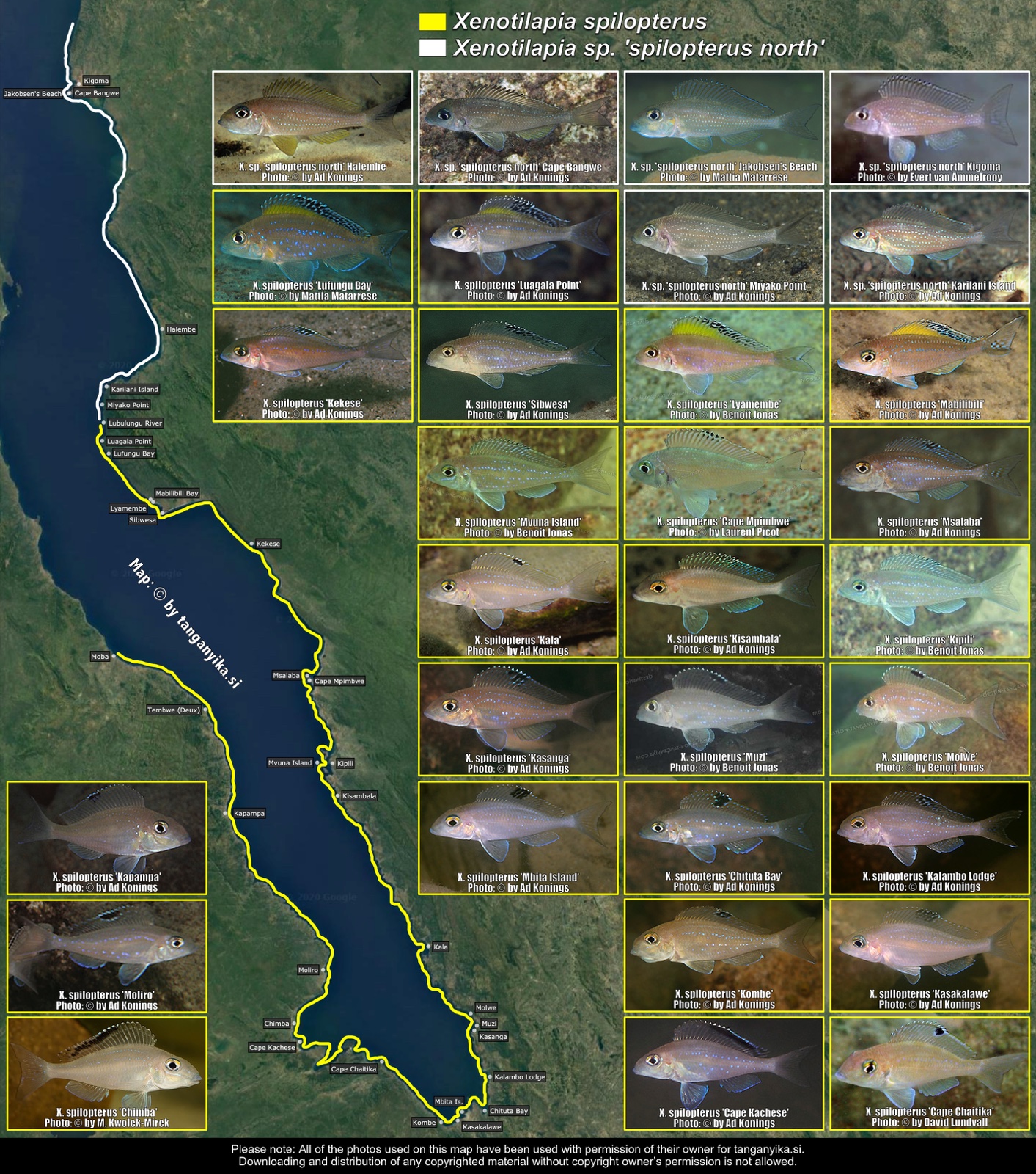 Xenotilapia spilopterus & Xenotilapia sp. 'spilopterus north' distribution map