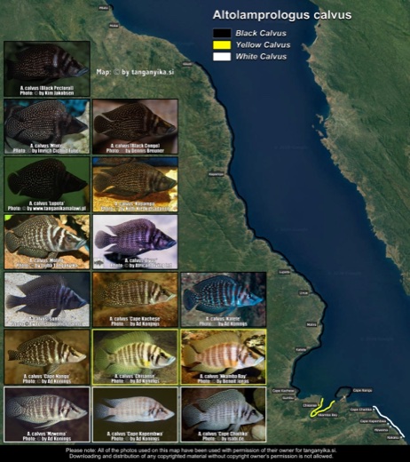 Altolamprologus calvus distribution map