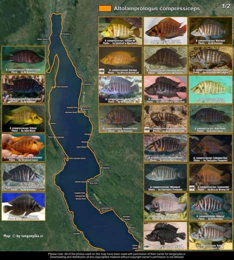 Altolamprologus compressiceps (1/2) distribution map