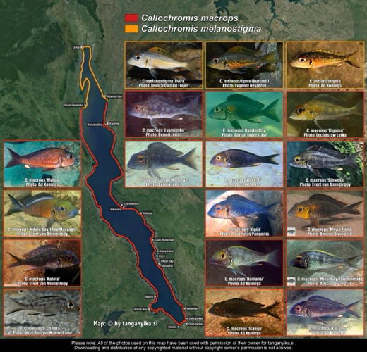 Callochromis macrops & Callochromis melanostigma distribution map