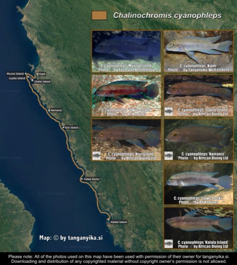 Chalinochromis cyanophleps distribution map