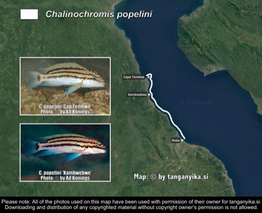 Chalinochromis popelini distribution map