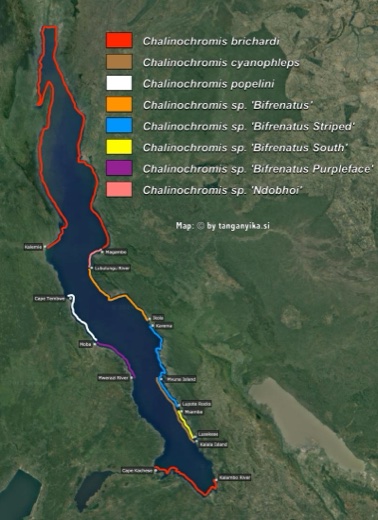 Chalinochromis distribution map by tanganyika.si distribution map